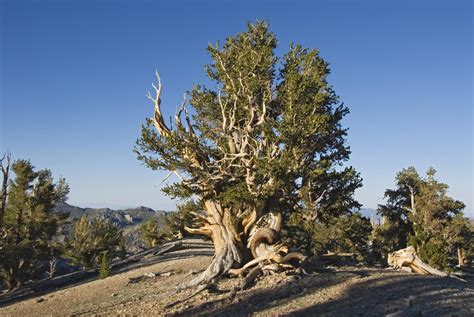The Tallest, Oldest, Heaviest and Most Massive Trees