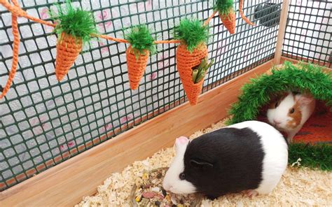Guinea Pig Garland For Cage Guinea Pigs Accessories Small Etsy Uk