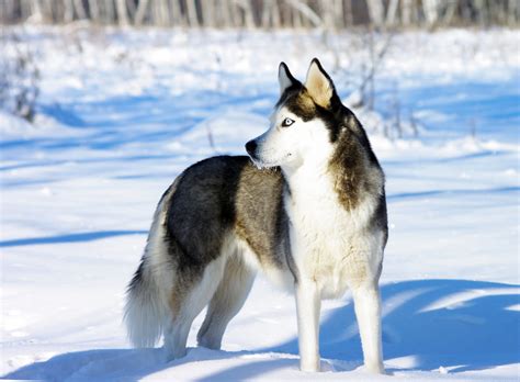 Banco De Imágenes Gratis Adorable Perro Husky Siberiano En La Tundra