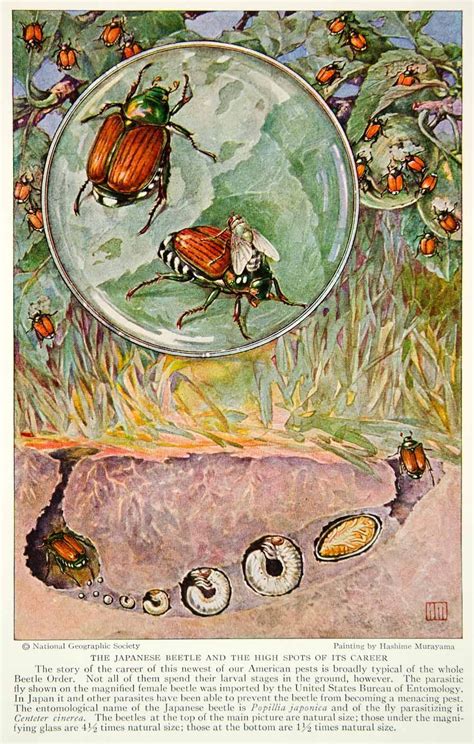 1929 Color Print Life Cycle Japanese Beetle Larva Egg Insect Bug Image