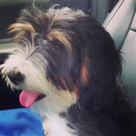We also picture many of the puppies who have found their forever homes. Something about a real life stuffed... - Bernedoodle ...