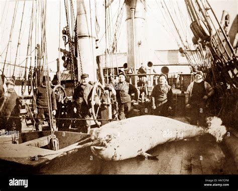 Whaling Ship In The Arctic Crew With Whale On Deck Victorian Period