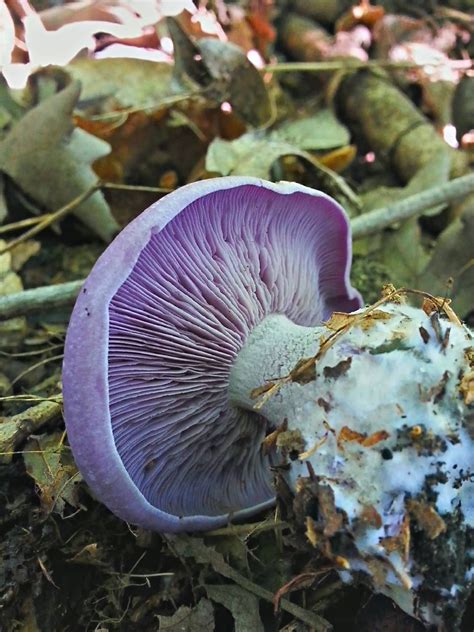 Pin On Mushroom Obsession 🍄