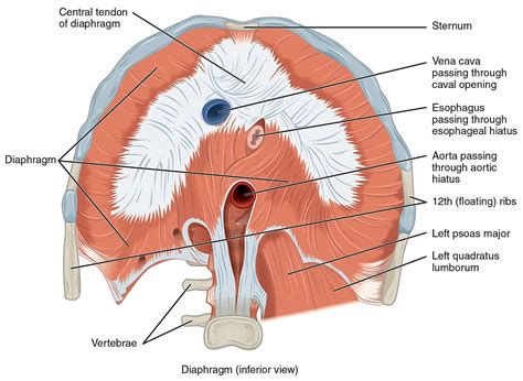 The Diaphragm And Proper Breathing The Fountain Acupuncture In Cary