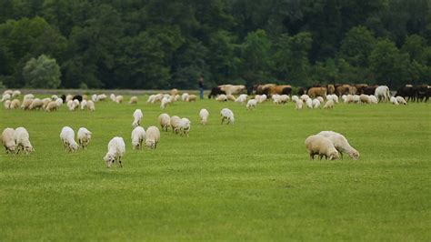 Sheep And Cattle Animals Grazing In Meadow Farming Business In Rural