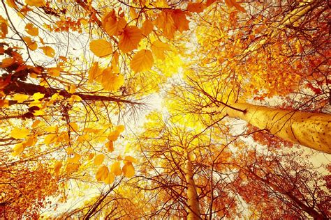 Trees Autumn Leaves From The Bottom Up Phone Wallpapers