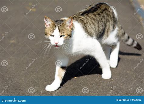 Tabby Cat Meowing Stock Photo Image Of Green Street 62780658