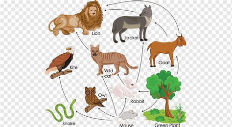 Lion King Food Web