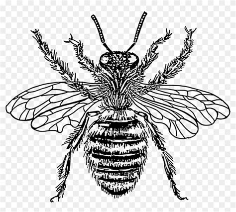 Western Honey Bee Insect Drawing Line Art Honey Bee Drawing Png