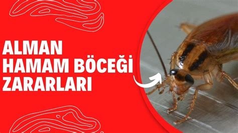 Alman Hamam Böceği Zararları ilaclama com tr YouTube