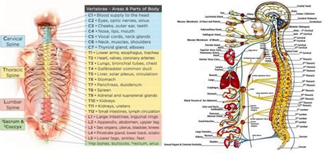 Human Anatomy Lower Body Lower Body Anatomy Artwork Stock Image