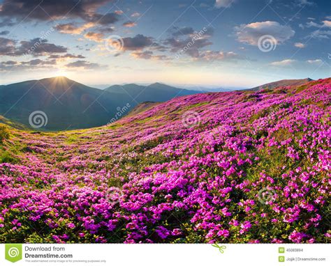 Magic Pink Rhododendron Flowers In The Mountains Stock Photo Image