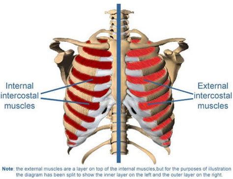 Intercostal Muscle Strain Treatment Updated In 2022
