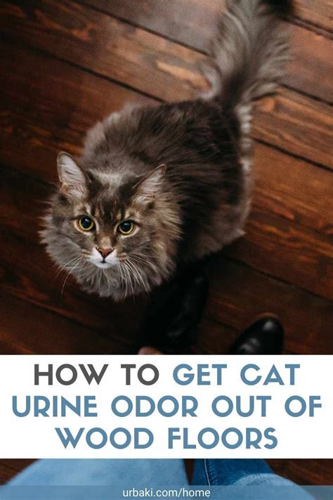 How To Get Cat Urine Odor Out Of Wood Floors Cat Pee Smell Cat Urine