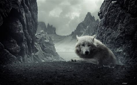 75 cool wolf backgrounds images in full hd, 2k and 4k sizes. Cool Wolf Backgrounds - Wallpaper Cave