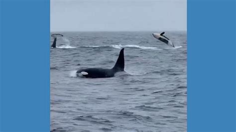Orcas Swim Side By Side Off California Coast Good Morning America