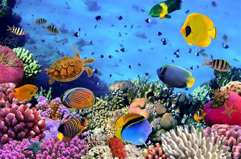 How Coral Reef Fish Decide To Flee From Danger