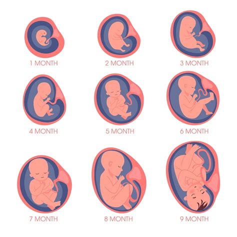 Conjunto de embrião no útero desenvolvimento e crescimento fetal