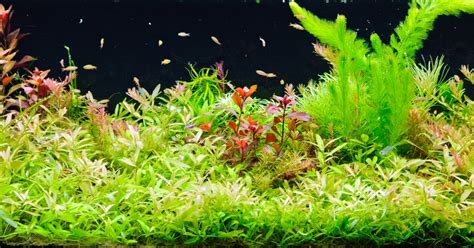 Flowering Aquarium Plants Types How To Grow And Care