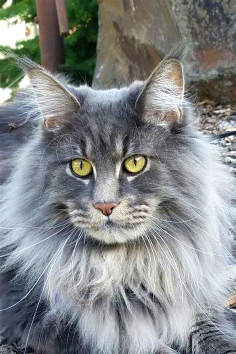 Grey Norwegian Forest Cat Personality Animal Friends