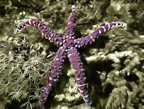 Purple Starfish Photograph By Sergey Lukashin Fine Art America