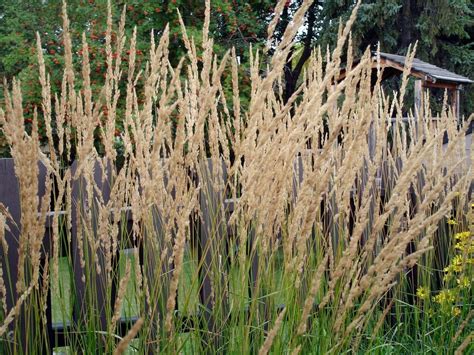 Karl Foerster Grass Plants How To Grow Foerster Feather Grass In The