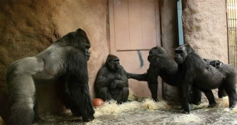 Prague Zoo Gorilla Richard Is Celebrating 30 Years A Celebration Is