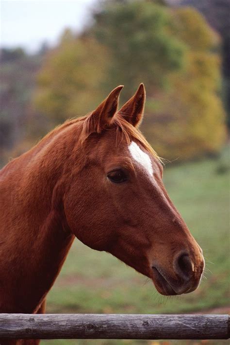 Begin By Studying Pictures And Photographs Of Horse Heads Horse Mask