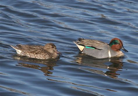 Male And Female Green Winged Teals Bird Life List Teal Duck Teal Bird