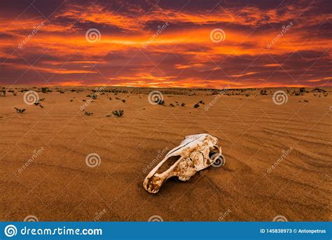Skull Of An Animal In The Sand Desert At Sunset Stock Image Image Of