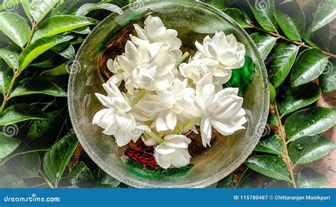 Indian Malli In Glass Bowl Stock Image Image Of White 115780487