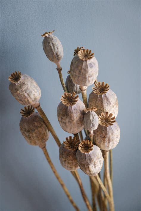 Dried Poppy Seed Heads Papaver Dried Flower Store Dried Limited