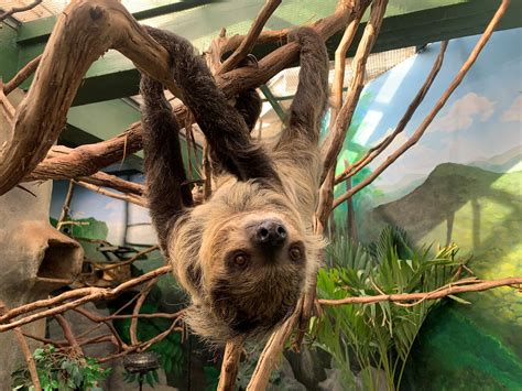 Welcome Athena The National Zoos New Two Toed Sloth Democratic