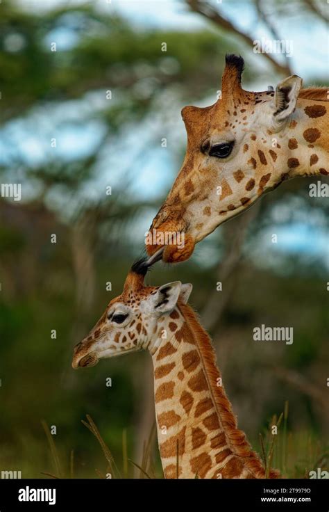 Mère Amour De La Girafe De Rothschild Giraffa Camelopardalis