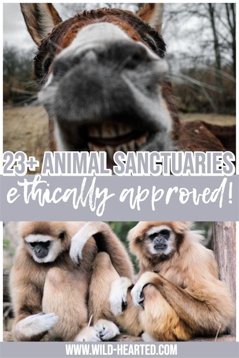 Best Animal Sanctuaries In The World To Visit Ethically Vetted