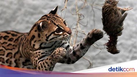 Gemasnya Anak Macan Tutul Belajar Berburu Saat Direhabilitasi
