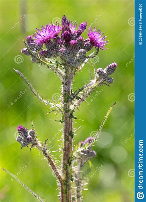 Macro Photography Of A Wild Flower Cirsium Palustre Stock Photo