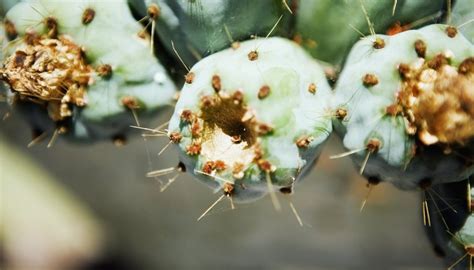 Cacti make use of many structural adaptations, such as shallow roots, fixed spines and thick stems, to survive in the desert where there is minimal rainfall. The Difference Between Desert Plants & Rainforest Plants ...