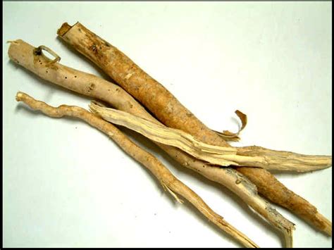 Men use it to enhance sexual health and performance, and some evidence backs. 5 Fakta Tongkat Ali Anda Perlu Tahu