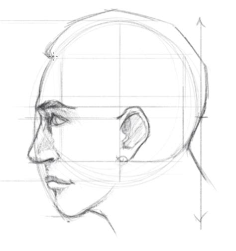 How To Draw Human Faces Proportions