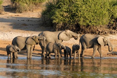 Top Things To Do In Botswana Travel Dudes
