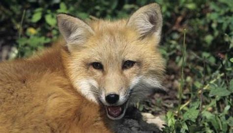 Survival Adaptations Of The Red Fox Animals Momme