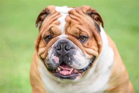 Lamb is an excellent source of protein for dogs and it is a lean source of protein as well which is perfect for bulldogs. Best Bulldog Dog Food - Spot and Tango