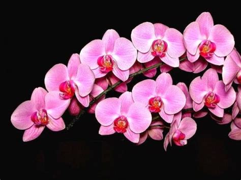 Memang, saat ini cukup banyak juga yang sudah menanam bunga anggrek untuk di jadikan hiasan di halaman rumahnya. 20 Gambar Foto Bunga Anggrek Yang Cantik ~ Ayeey.com