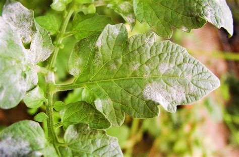 5 Causes Of White Spots On Tomato Leaves And How To Fix It