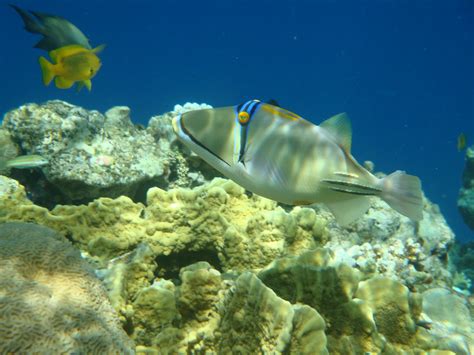 Fische Im Roten Meer Foto And Bild Tiere Sharm El Sheik Wasser Bilder