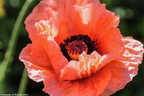 Oriental Poppy Moments In The Garden Photography