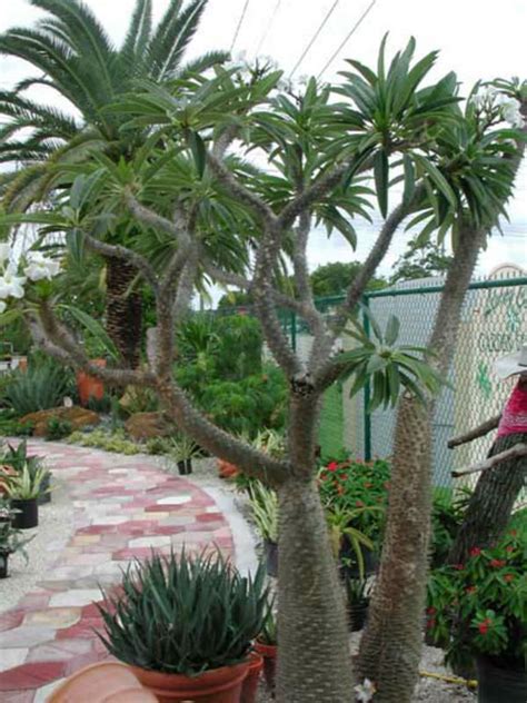 Common Uses Of White Glue - How Does White Glue Work