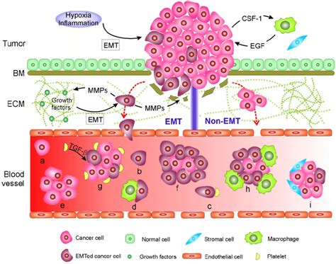 Mechanisms Of Circulating Tumor Cell Ctc Generation And The Potential