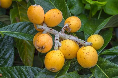 Loquat Fruits Eriobotrya Japonica On Tree This Ancient